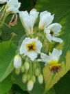 Sparrmannia africana