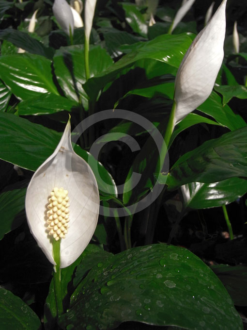 Spathiphyllum Wallisii