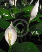 Spathiphyllum wallisii