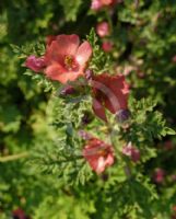 Sphaeralcea munroana