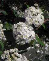 Spiraea cantoniensis Flore Pleno