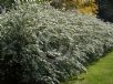 Spiraea cantoniensis Flore Pleno