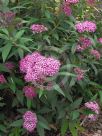 Spiraea japonica Anthony Waterer