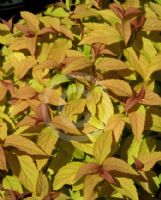 Spiraea japonica Goldflame