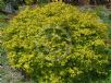 Spiraea japonica Goldflame