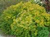 Spiraea japonica Goldflame