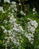 Spiraea thunbergii