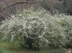 Spiraea thunbergii