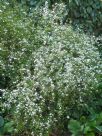 Spiraea thunbergii