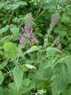 Stachys sylvatica