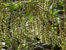 Stachyurus praecox