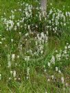 Stackhousia monogyna