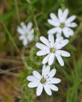 Stellaria pungens