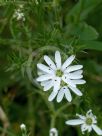 Stellaria pungens