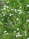 Stellaria pungens