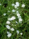 Stellaria pungens