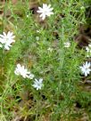 Stellaria pungens