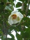 Stewartia pseudocamellia