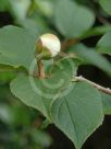 Stewartia pseudocamellia