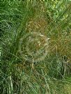 Stipa gigantea