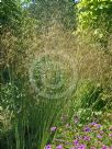 Stipa gigantea