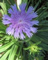 Stokesia laevis