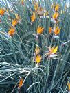 Strelitzia juncea