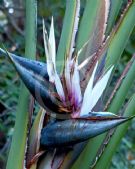 Strelitzia nicolai