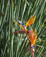 Strelitzia reginae parvifolia