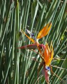 Strelitzia reginae parvifolia