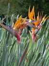 Strelitzia reginae parvifolia