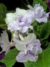 Streptocarpus hybridus