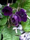 Streptocarpus hybridus