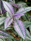 Strobilanthes dyeriana