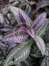 Strobilanthes dyeriana