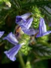 Strobilanthes dyeriana