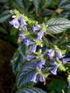 Strobilanthes dyeriana