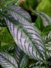 Strobilanthes dyeriana