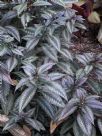 Strobilanthes dyeriana