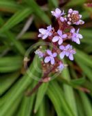 Stylidium graminifolium