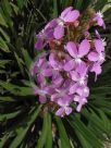 Stylidium graminifolium