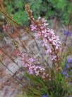 Stylidium graminifolium