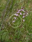 Stylidium graminifolium