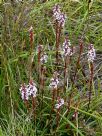 Stylidium graminifolium