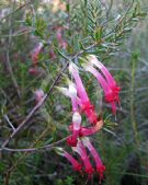 Styphelia tubiflora