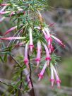 Styphelia tubiflora