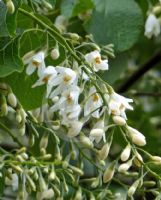 Styrax obassia