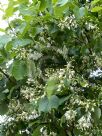 Styrax obassia