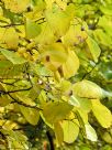 Styrax obassia