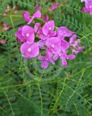 Swainsona galegifolia